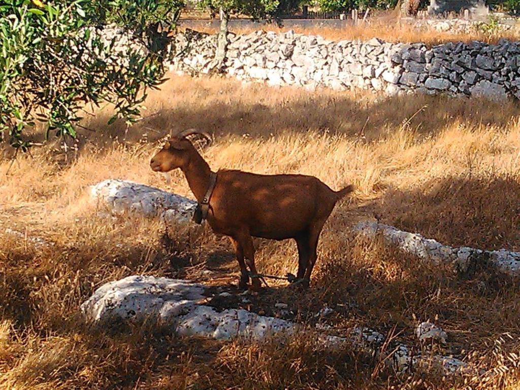 Retiro Da Avo Lidia - Turismo Rural Mendiga Ngoại thất bức ảnh